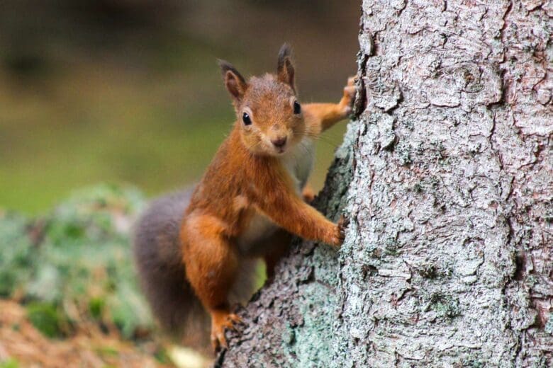 Red squirrel beside a tree