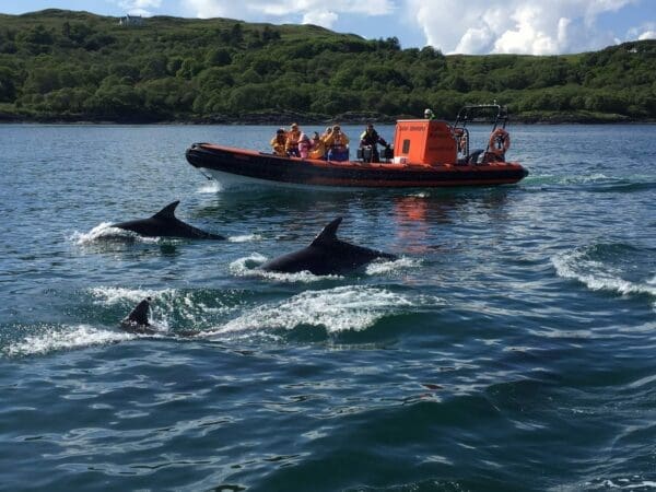 Seafari Wildlife Boat Trips Easdale